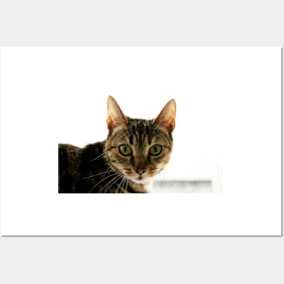 Tabby Mammy Posters and Art